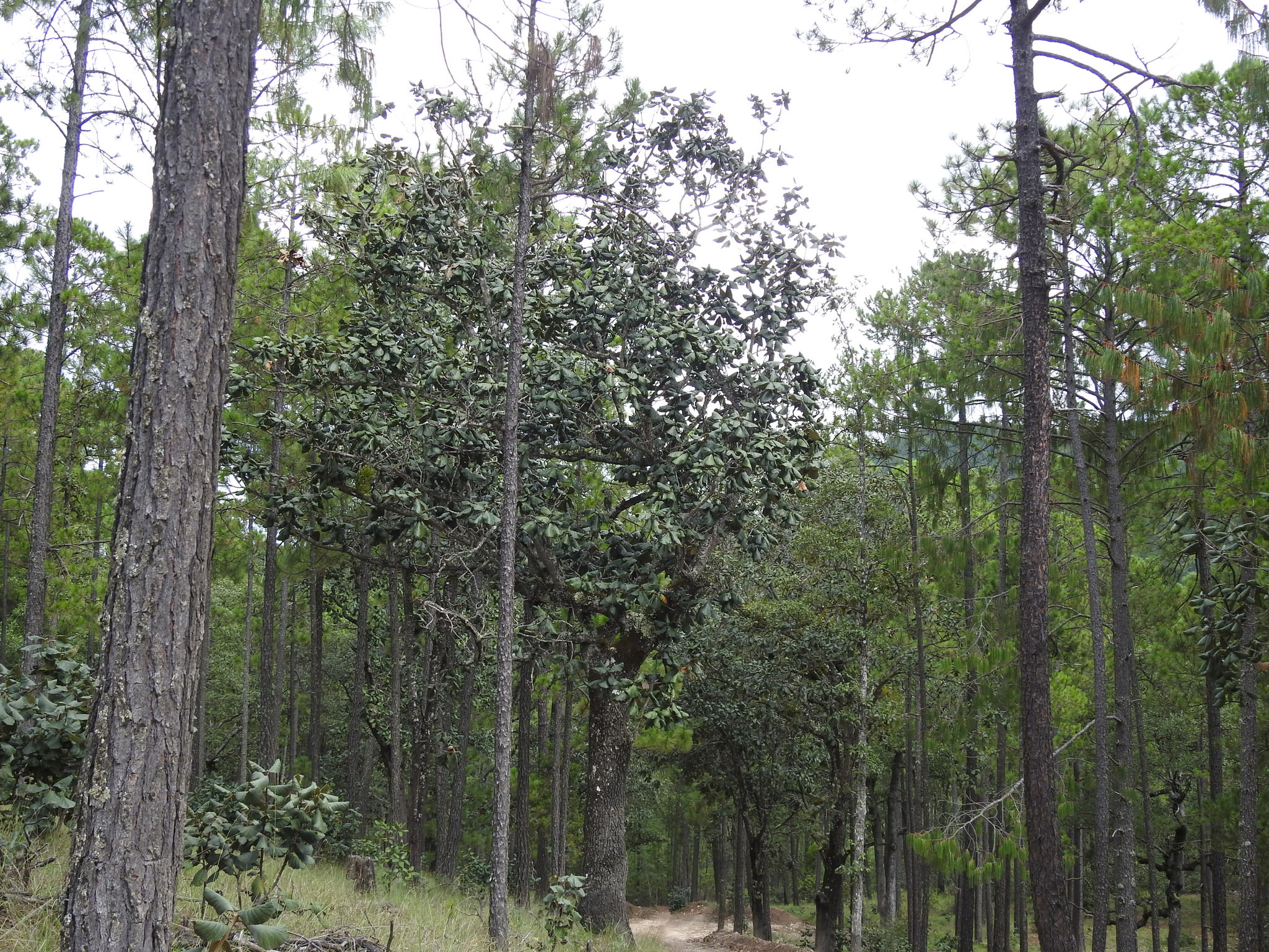 Quercus urbanii